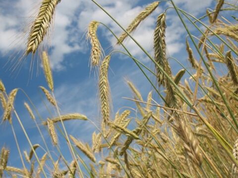 У Росії експорт зерна обвалився на чверть