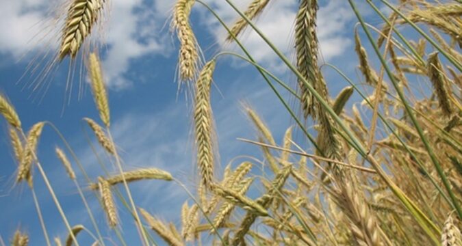 У Росії експорт зерна обвалився на чверть