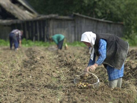 Лукашенко допрацювався до картопляної кризи у Білорусі - ЗМІ