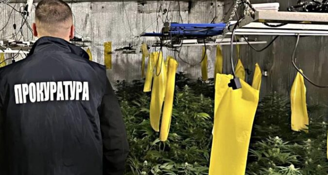 Вирощування коноплі у підвалі будинку: викрито групу наркоділків