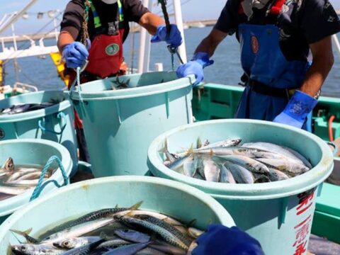 Скандал через Тайвань: Китай заборонив японські морепродукти