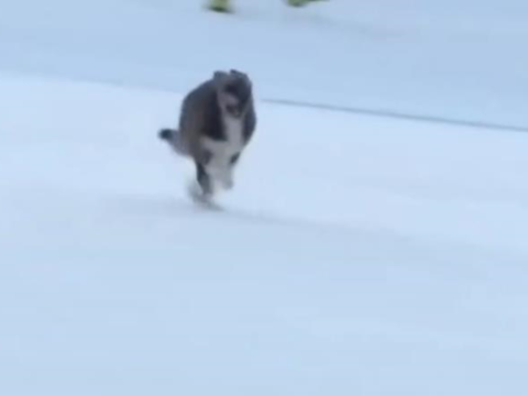 Пес став зіркою зимової Олімпіади в Італії