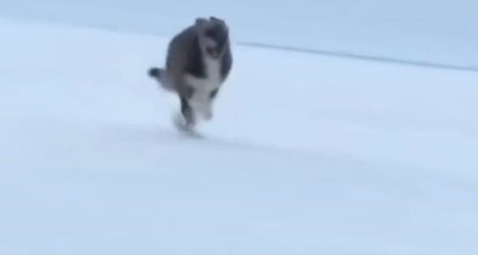 Пес став зіркою зимової Олімпіади в Італії