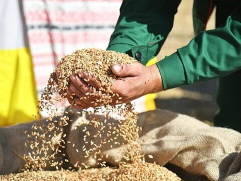 Зернова блокада в Чорному морі: світ може втратити 17% постачання