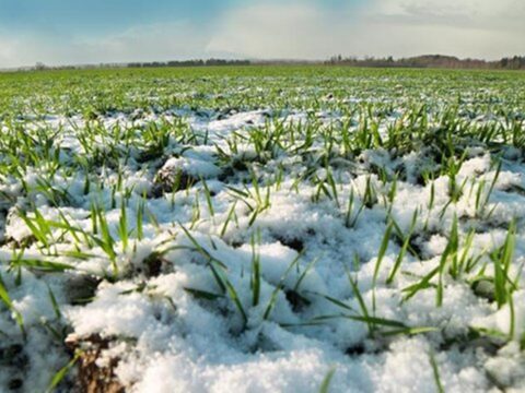 Посівна набирає обертів: де в Україні вже засіяли найбільше