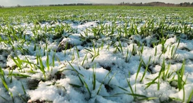 Посівна набирає обертів: де в Україні вже засіяли найбільше